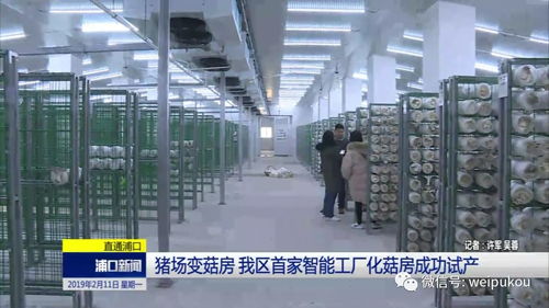 豬場蝶變菇房，人工智能賦能我區(qū)農(nóng)業(yè)轉(zhuǎn)型升級(jí)