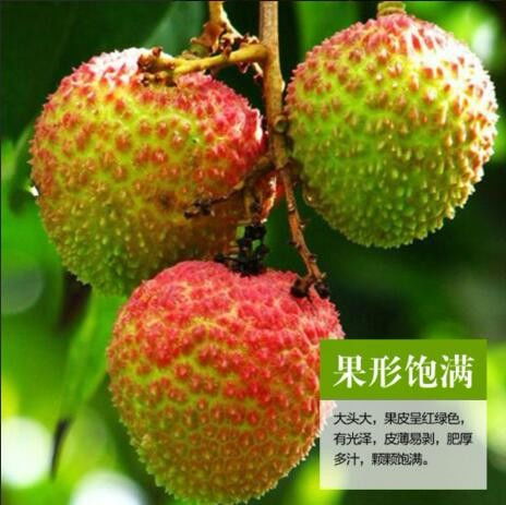 拼多多聯(lián)惠通水果特產店妃子笑荔枝真實體驗 性價比之王？