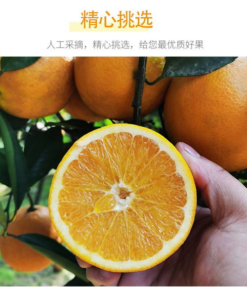 四川長虹臍橙 渠縣甜橙的甜蜜滋味，健康生活中的鮮美選擇